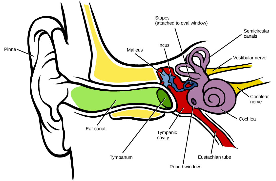 Diagram of the Human Ear