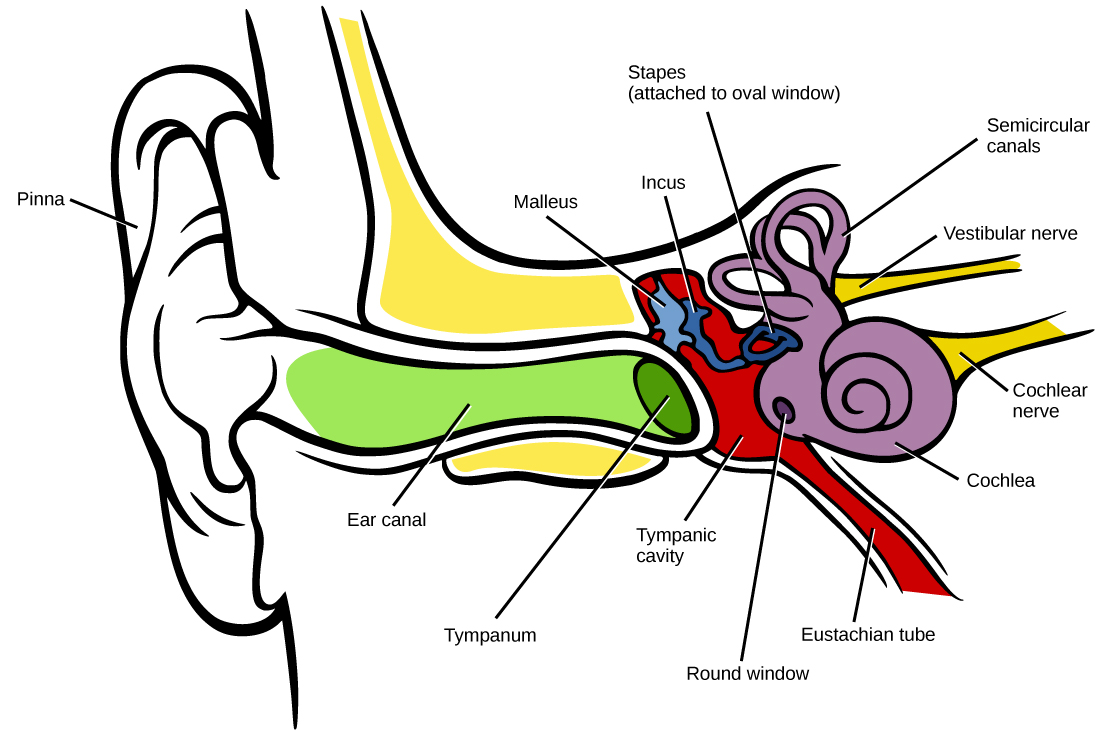 3 Things To Know About The Signal Path Of The Auditory System Pro   Figure 36 04 02 